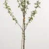 Mini-pruim (Prunus Domestica(mini)) -Directplant Winkel 20080527215915 1