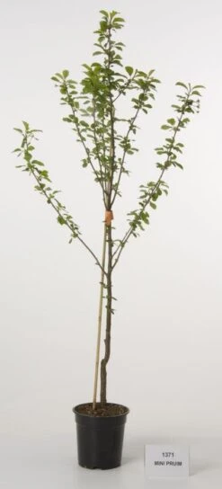 Mini-pruim (Prunus Domestica(mini))