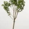 Dwerg Kers (Prunus Avium (dwerg)) -Directplant Winkel 20080527220539 1