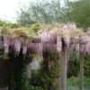 Blauwe Regen, Roze (Wisteria Floribunda 'Rosea') -Directplant Winkel 20080618102844 11