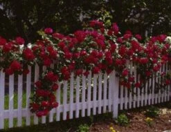 Klimroos (Rosa 'Paul's Scarlet Climber') -Directplant Winkel 20080625084425 4