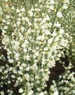 Brem (Cytisus Praecox 'Albus') 5 Brem (Cytisus Praecox 'Albus') -Directplant Winkel 20080709095512 4 2 2