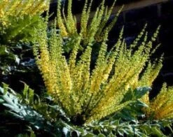 Mahoniestruik (Mahonia Media 'Charity') -Directplant Winkel 20080709102617 3