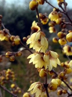 Winterzoet (Chimonanthus Praecox) -Directplant Winkel 20080709114735 15 3