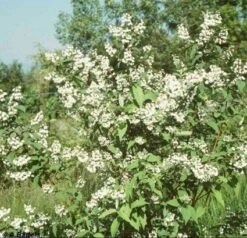 Bruidsbloem (Deutzia Magnifica) -Directplant Winkel 20080709115428 15 3