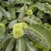Kastanjeboom (Castanea Sativa 'Lyon')