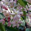 Bosrank, Groenblijvend (Clematis Armandii 'Apple Blossom') -Directplant Winkel 20080717114904 1 2