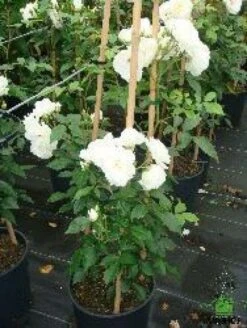 Klimroos (Rosa 'Climbing Schneewittchen') -Directplant Winkel 20080717123639 3