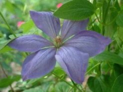 Bosrank (Clematis 'Mrs Cholmondeley') 13 Bosrank (Clematis 'Mrs Cholmondeley') -Directplant Winkel 20080717140453 1 2