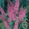 Vlinderstruik (Buddleja Davidii 'Pink Delight') -Directplant Winkel 20080717140810 3 2