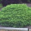 Spar (Picea Abies 'Nidiformis') -Directplant Winkel 20080730111038 1 1