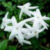 Jasmijn (Jasminum Polyanthum) -Directplant Winkel 20080918110728 2 1
