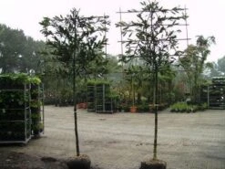 Laurier Als Leiboom (Prunus Laurocerasus 'Caucasica') -Directplant Winkel 20081015083837 6