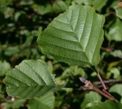 Zwarte Els (Alnus Glutinosa) 5 Zwarte Els (Alnus Glutinosa) -Directplant Winkel 20081017105129 14