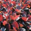 Zuurbes (Berberis Thunbergii 'Atropurpurea') -Directplant Winkel 20081022102742 4