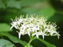 Rode Kornoelje (Cornus Sanguinea) -Directplant Winkel 20081029085946 5 1