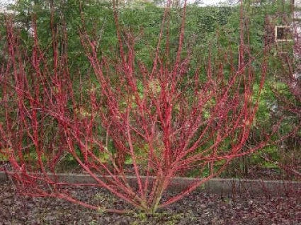 Rode Kornoelje (Cornus Sanguinea) 5 Rode Kornoelje (Cornus Sanguinea) - Afbeelding 3