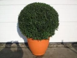 Buxusbol (Buxus Sempervirens, Bolvorm) -Directplant Winkel 20081031111337 20 1