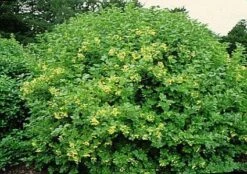 Gelderse Roos (Viburnum Opulus) -Directplant Winkel 20081105115345 3 2