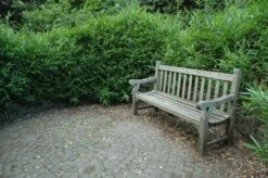 Bamboe (Pleioblastus Pumilus) -Directplant Winkel 20081120105810 2