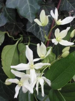 Bosrank, Groenblijvend (Clematis Armandii) -Directplant Winkel 20081120135411 5