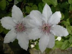 Bosrank (Clematis 'Snow Queen') -Directplant Winkel 20081120141931 1 2