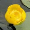Gele Plomp (Nuphar Lutea) -Directplant Winkel 20081127121116 1