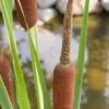 Kleine Lisdodde (Typha Angustifolia) -Directplant Winkel 20081127130030 1