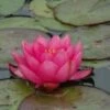 Waterlelie (Nymphaea 'James Brydon') -Directplant Winkel 20081127132738 1