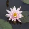 Waterlelie (Nymphaea 'Rose Arey') -Directplant Winkel 20081127133836 1