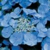 Hortensia (Hydrangea Macrophylla 'Teller Blue') -Directplant Winkel 20081208131210 2