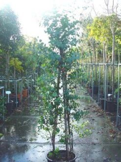 Winterharde Gomboom (Eucalyptus Gunnii) -Directplant Winkel 20090522152550 5