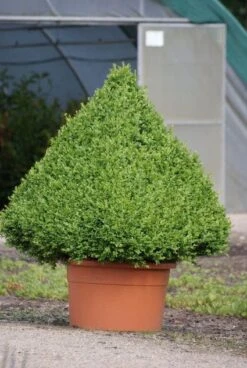 Buxus Als Pyramide (Buxus Sempervirens) -Directplant Winkel 20090606120524 8 1