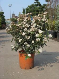 Groenblijvende Sneeuwbal (Viburnum Tinus 'Eve Price') -Directplant Winkel 20091125113028 50 10 3