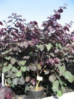 Judasboom Als Struik (Cercis Canadensis 'Forest Pansy') -Directplant Winkel 20091126092410 6