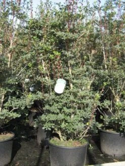 Pronkklokje (Enkianthus Campanulatus) -Directplant Winkel 20091126124737 6