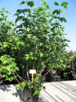 Sneeuwbal (Viburnum Opulus 'Roseum') -Directplant Winkel 20091126125302 9 1