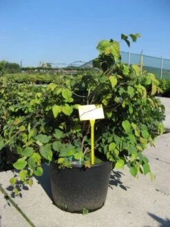 Schijnhazelaar (Corylopsis Pauciflora) -Directplant Winkel 20091127142849 4