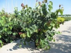 Chinese Judasboom (Cercis Chinensis 'Avondale') -Directplant Winkel 20091127153204 5