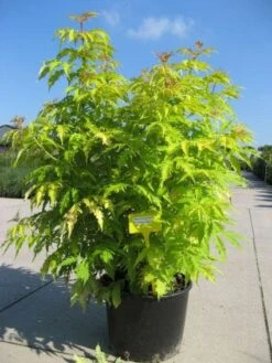 Vlier (Sambucus Racemosa 'Plumosa Aurea') -Directplant Winkel 20091127153734 15 3