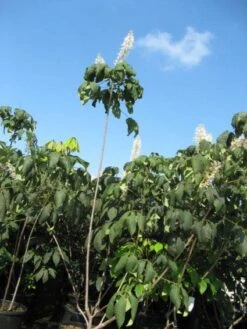 Herfstpaardenkastanje (Aesculus Parviflora) -Directplant Winkel 20091130144054 8