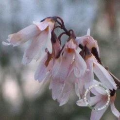 Witte Forsythia (Abeliophyllum Distichum) -Directplant Winkel 20091208165431 2