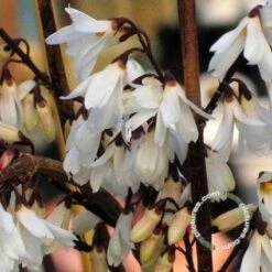 Witte Forsythia (Abeliophyllum Distichum) -Directplant Winkel 20091208165509 2