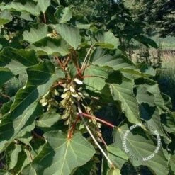 Streepjesbast Esdoorn (Acer Davidii) 6 Streepjesbast Esdoorn (Acer Davidii) -Directplant Winkel 20091229102032 7