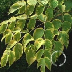 Goudbonte Duivelswandelstok (Aralia Elata 'Aureovariegata') -Directplant Winkel 20091230124250 3
