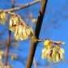 Winterzoet (Chimonanthus Praecox) -Directplant Winkel 20091230153517 6 3 3 1
