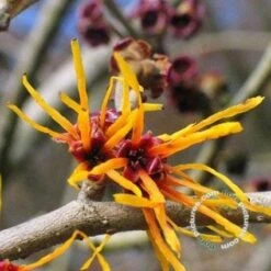 Toverhazelaar (Hamamelis Intermedia 'Jelena') -Directplant Winkel 20091231150858 35 7
