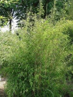 Niet Woekerende Bamboe (Fargesia 'Great Wall') 13 Niet Woekerende Bamboe (Fargesia 'Great Wall') -Directplant Winkel 20100106102329 4 1