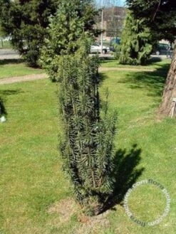 Knoptaxus (Cephalotaxus Harringtonia 'Fastigiata') -Directplant Winkel 20100106124348 3