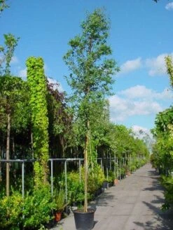 Eucalyptus Als Boom (Eucalyptus Gunnii) -Directplant Winkel 20100217171158 8